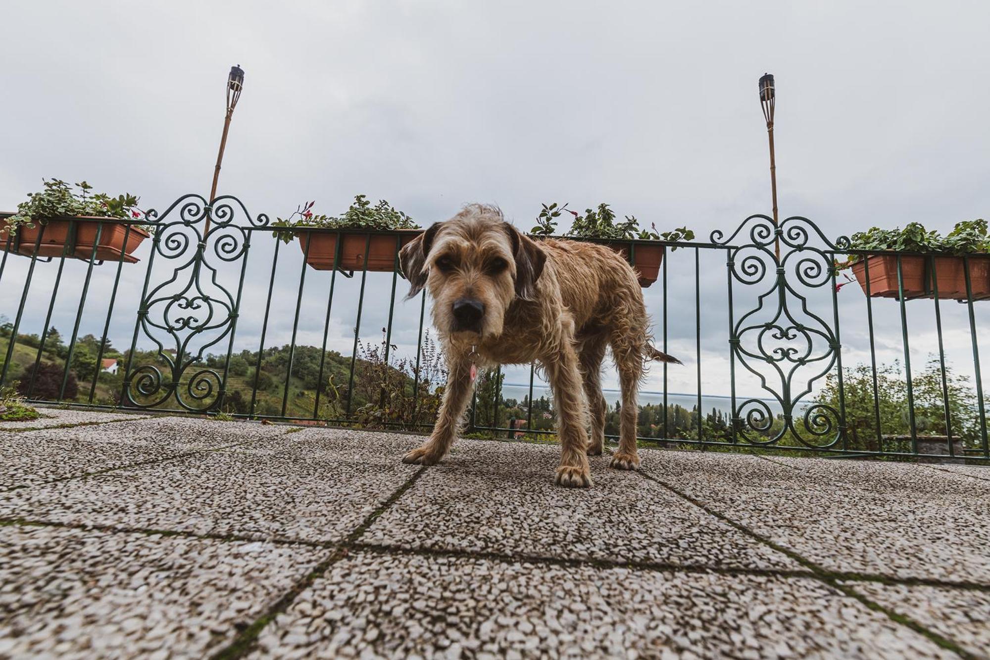 Villa Kabala Szigliget Bagian luar foto